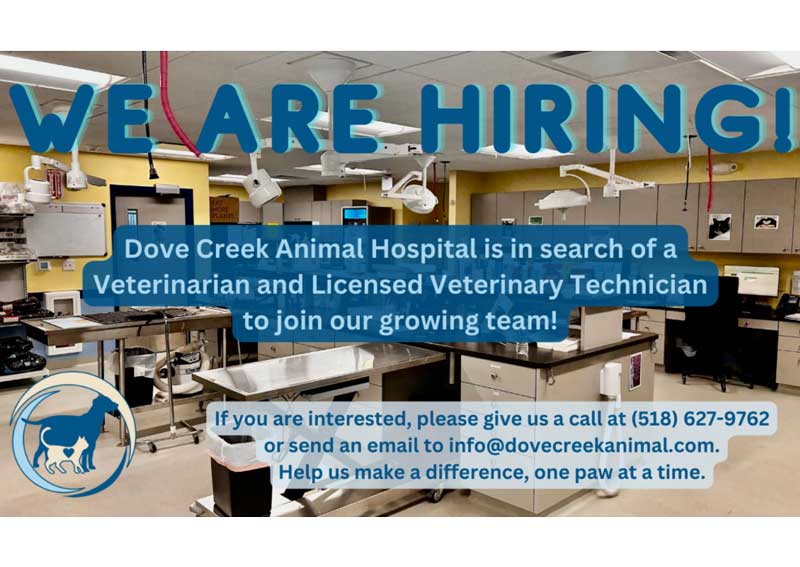 Carousel Slide 3: View our veterinary careers page