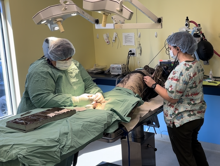 Advanced Soft Tissue Surgery