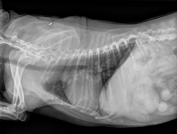 Dog & Cat digital xrays
